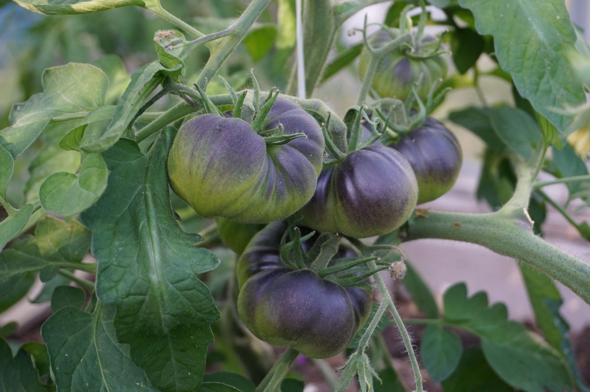 Tomat Black Beauty